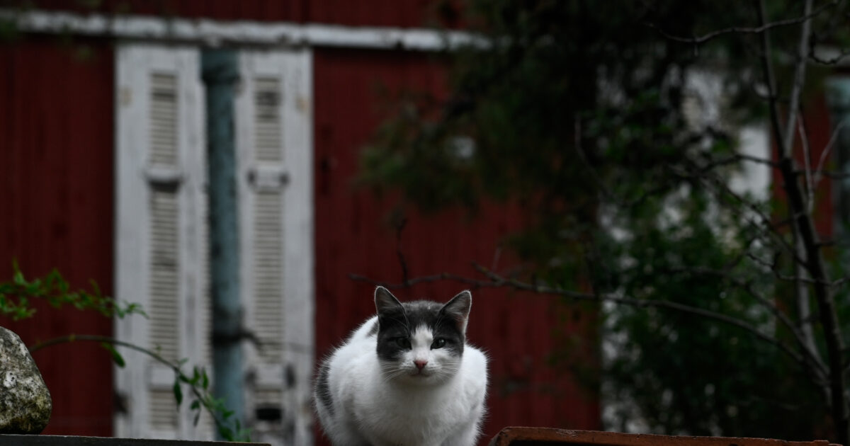 They trained cat to get drugs in Costa Rica prison: viral her “arrest” video