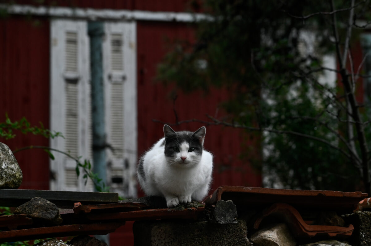 Γάτα