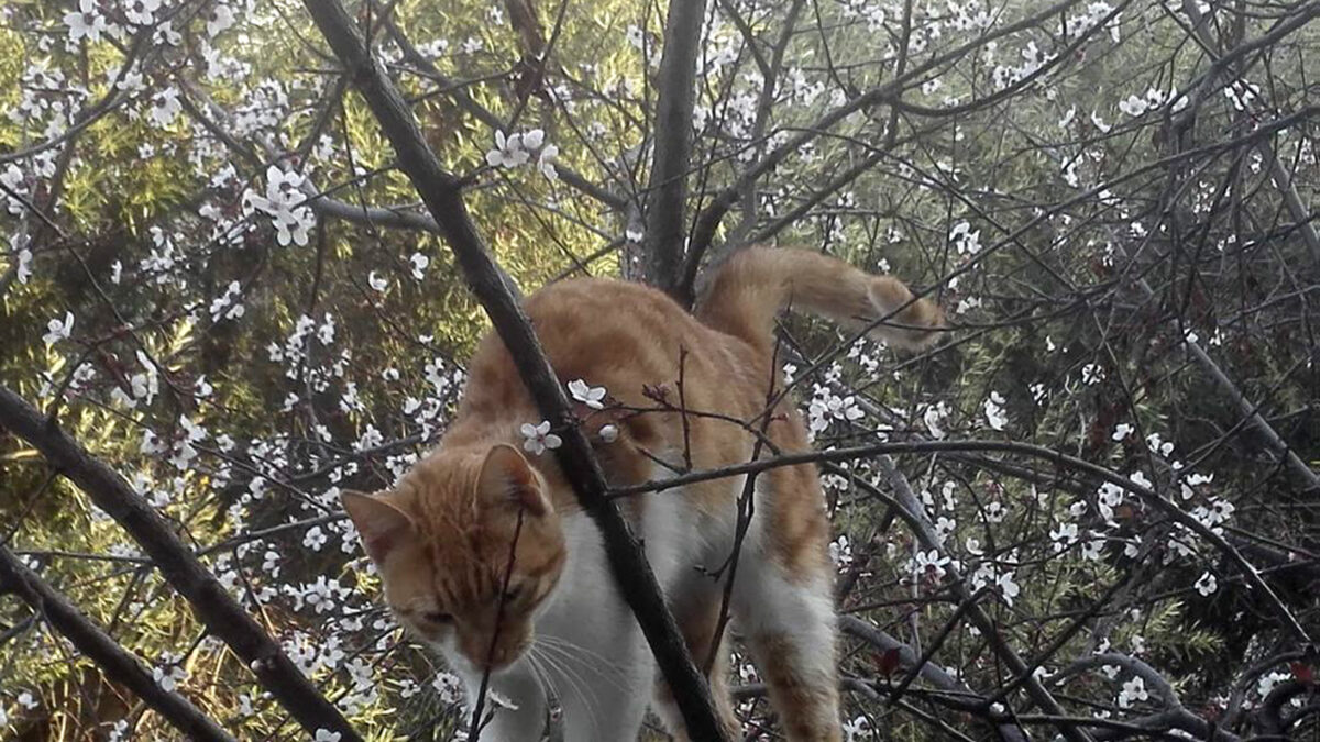 Γάτα