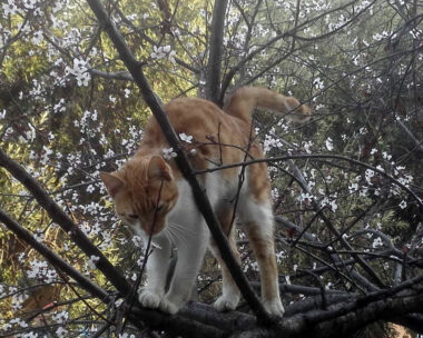 Γάτα