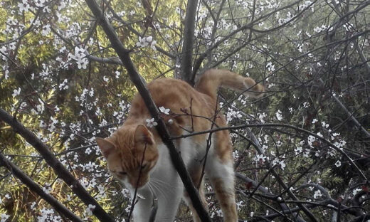 Γάτα