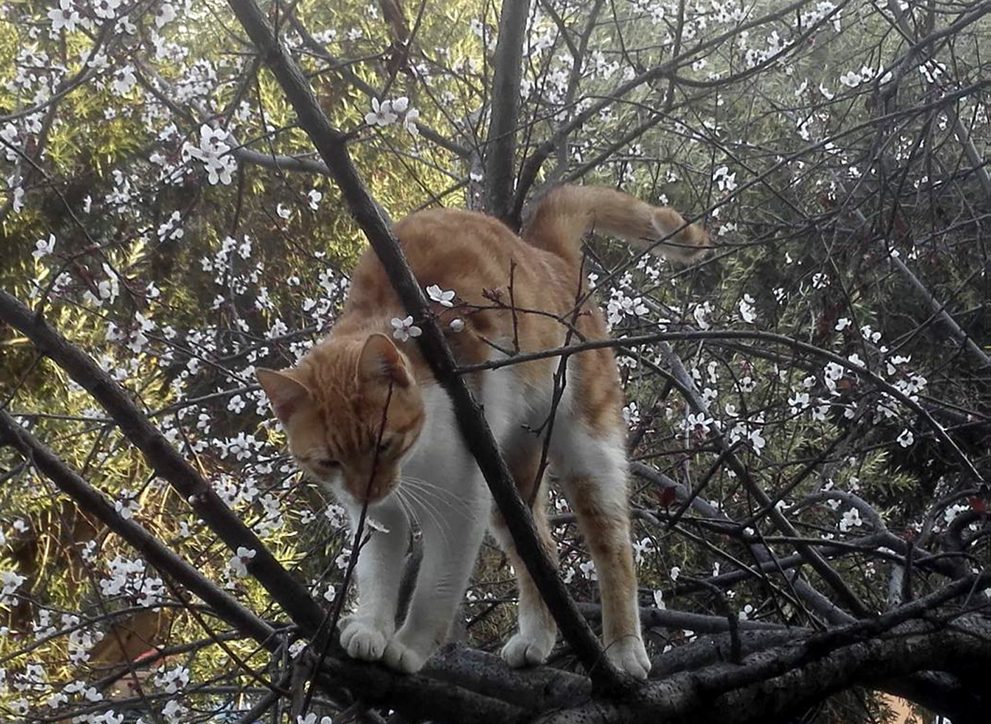 Γάτα