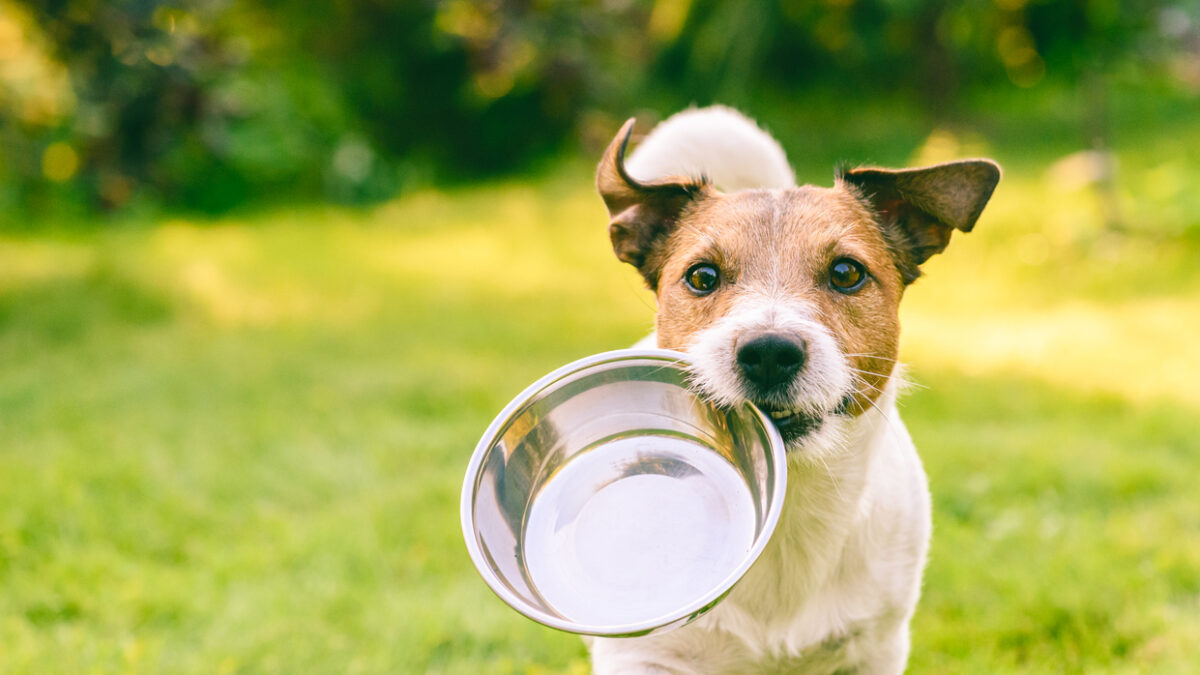 Jack Russell Terrier dog carrying in mouth metal plate