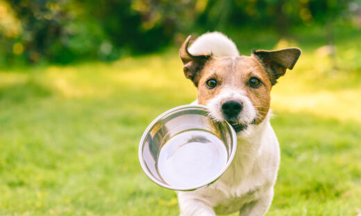 Jack Russell Terrier dog carrying in mouth metal plate