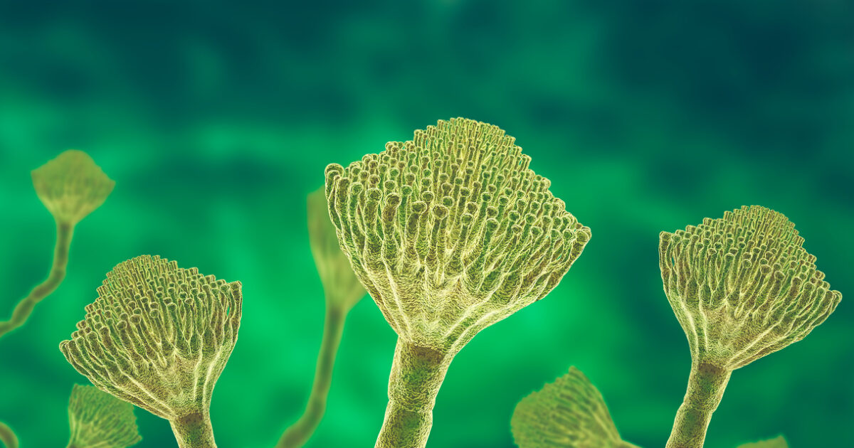 Aspergillus: Everything you need to know about the fungus that worries the scientists – who hides, who are in danger, what the suspicious symptoms