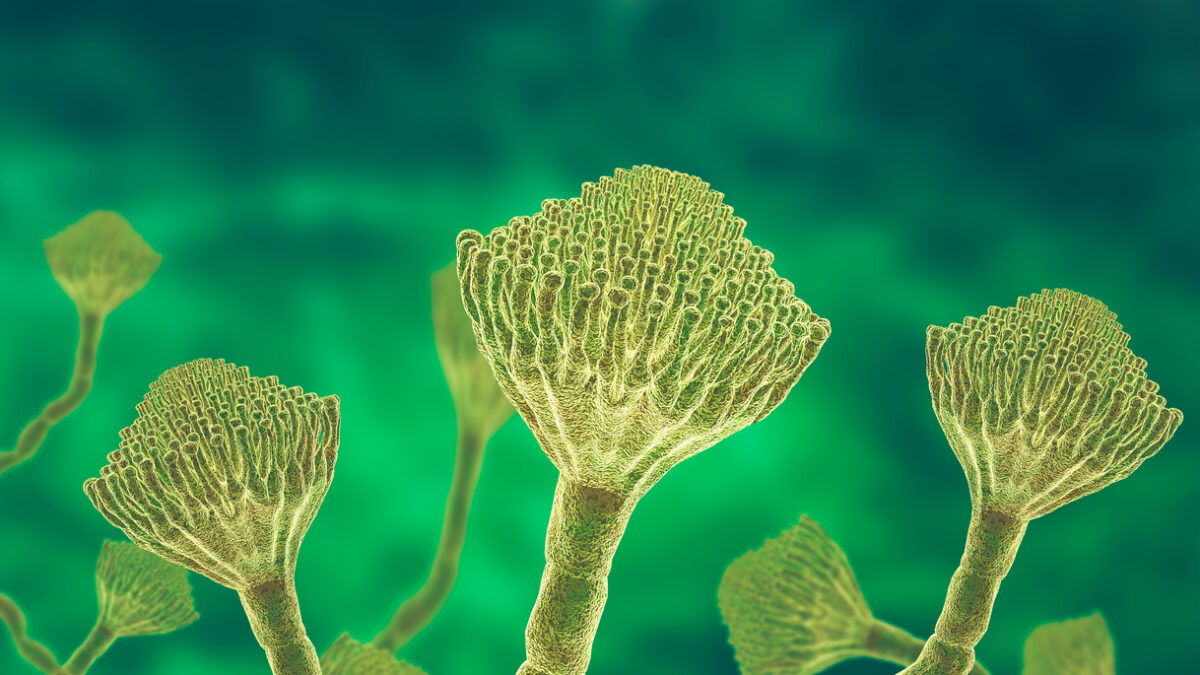 Microscopic view of a colony of Aspergillus fungi, which causes the lung infection aspergillosis, aspergilloma of the brain and lungs. 3D illustration