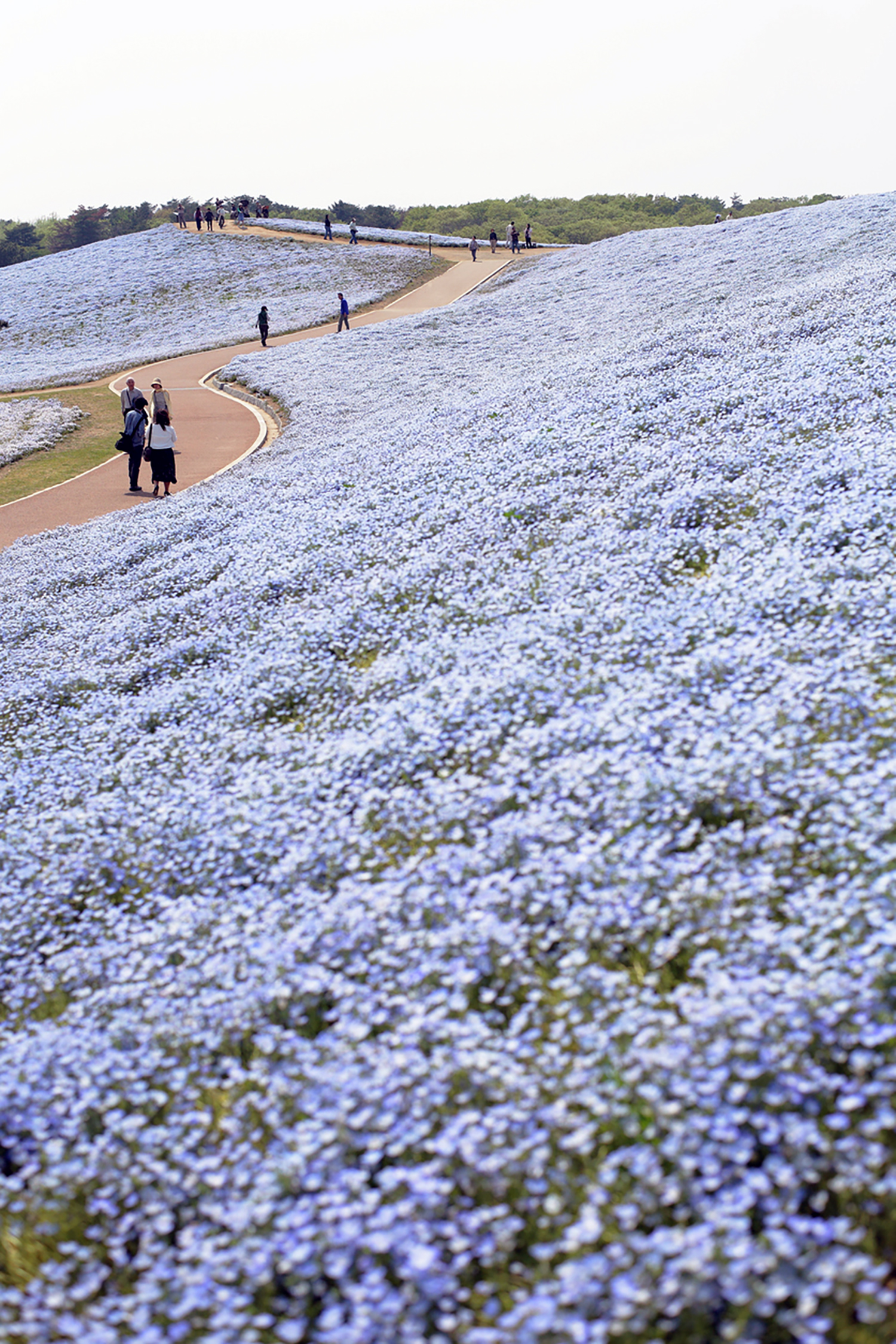 Hill of Nemophila at Hitachi seaside park