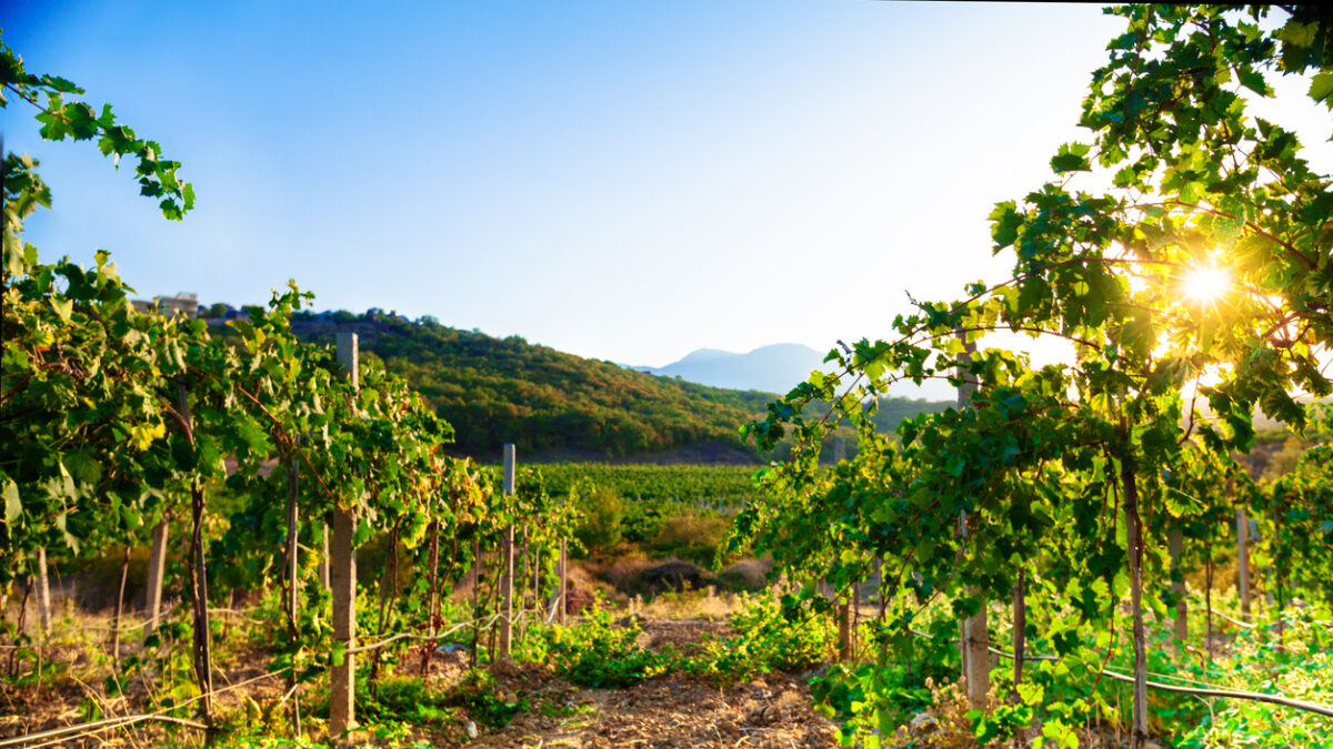 Vineyard Scenery During Day