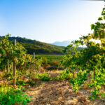Vineyard Scenery During Day