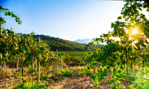 Vineyard Scenery During Day
