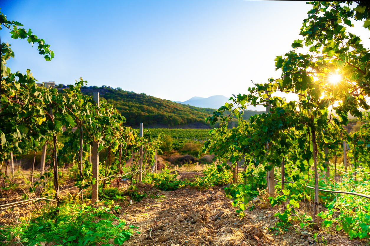 Vineyard Scenery During Day