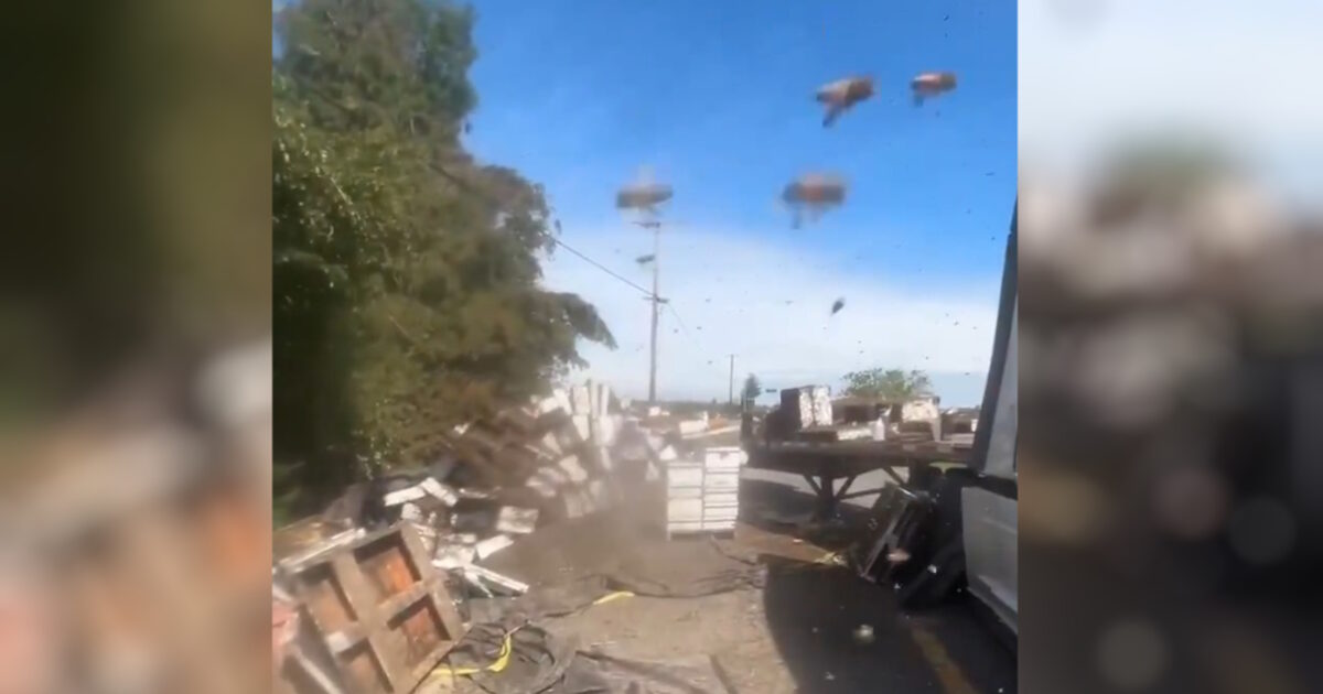 Millions of bees roused in the air after overturning truck in the US: Watch video