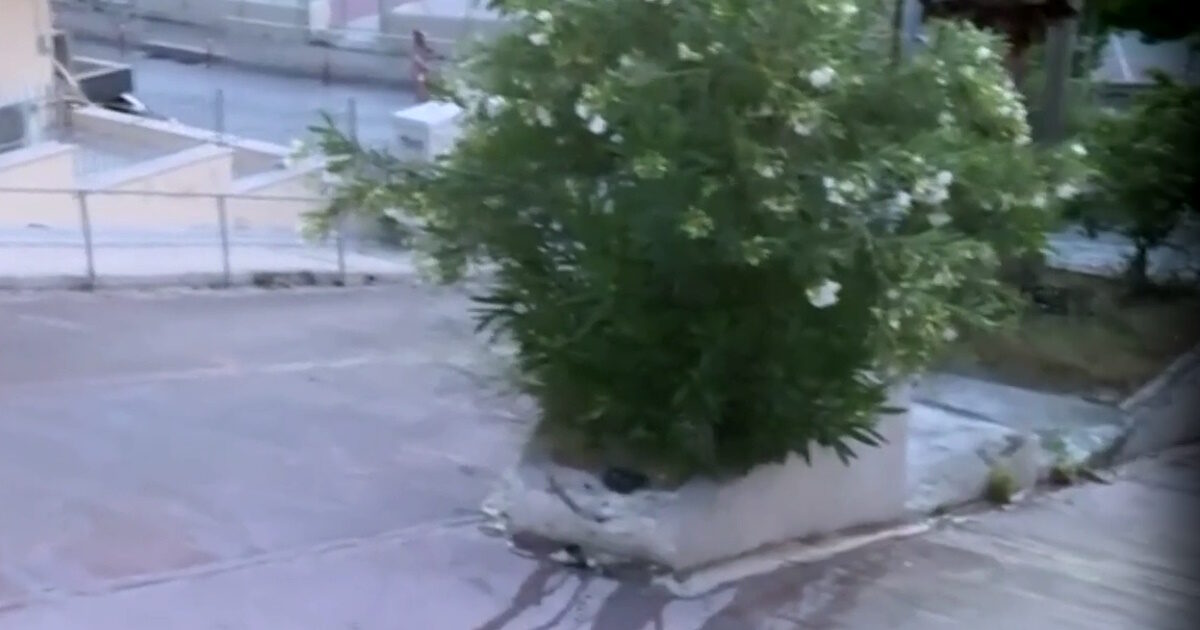 Petersburg: Dead 63 -year -old in a car accident – he fell by his car on an islet