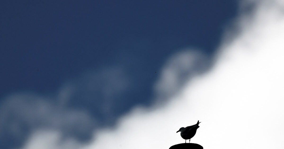 Conclave: Vatican seagulls who became famous – waited for the new Pope’s “Carter”