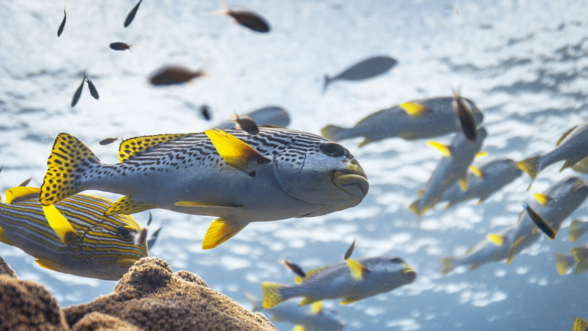 A school of sweetlips on a coral reef in Raja Ampat, Indonesia. (Credit: Olly Scholey)