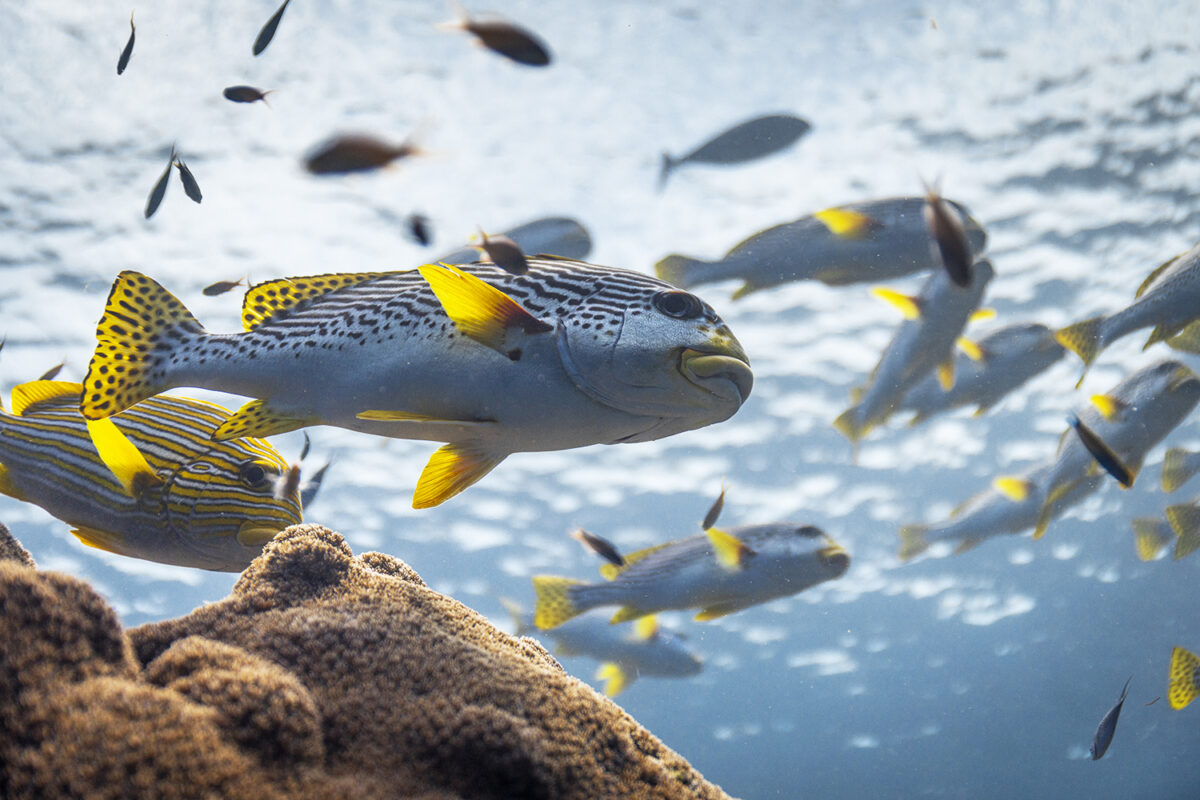 A school of sweetlips on a coral reef in Raja Ampat, Indonesia. (Credit: Olly Scholey)