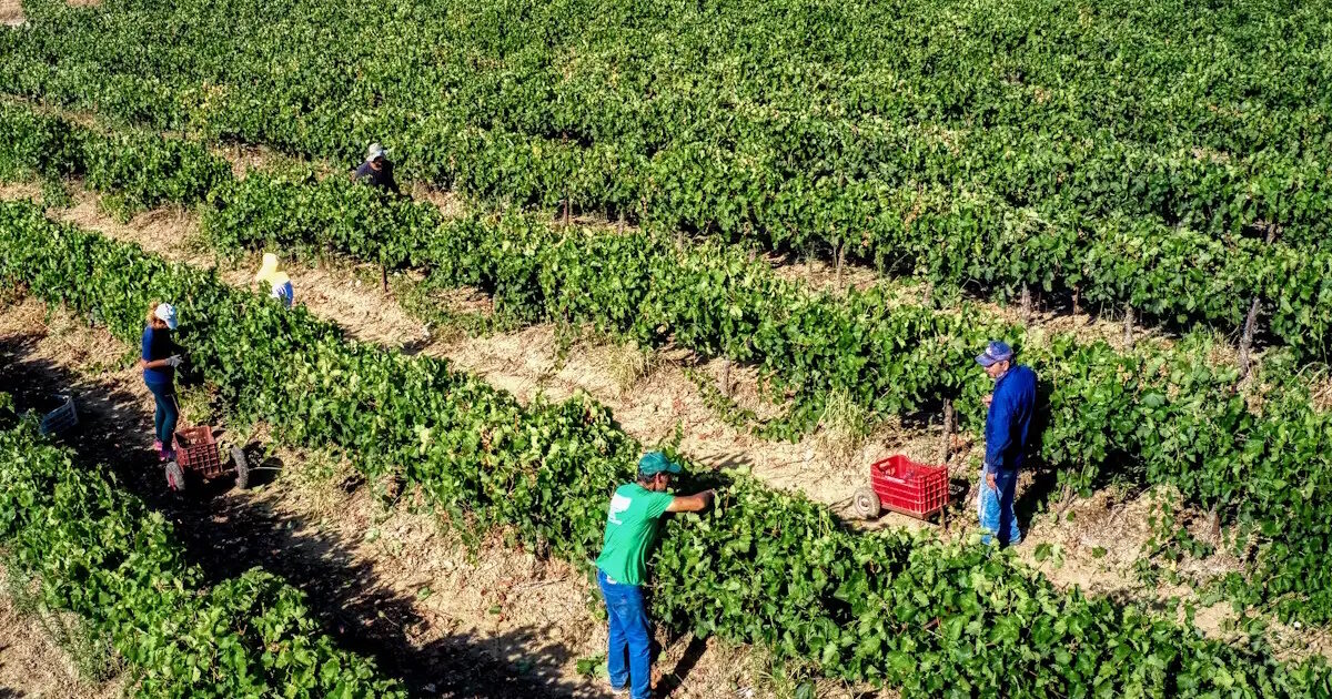 Rural Cooperatives for OPECEPE: “We didn’t eat them all together”