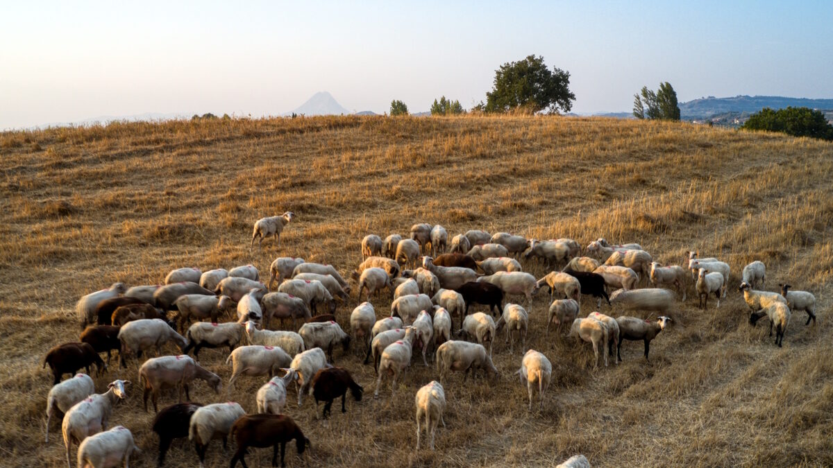 Αιγοπρόβατα