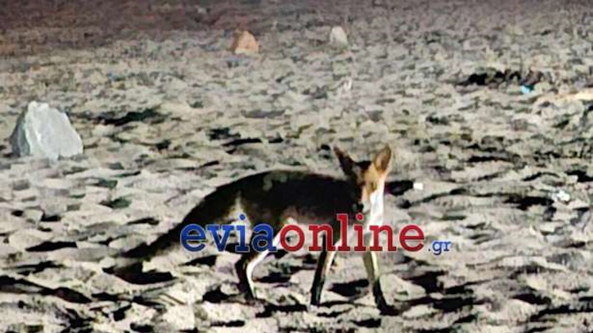 Αλεπού