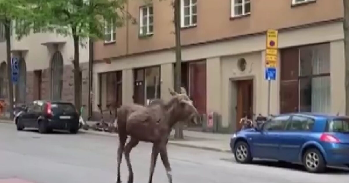 Police killed an alki that wandered in the center of Stockholm
