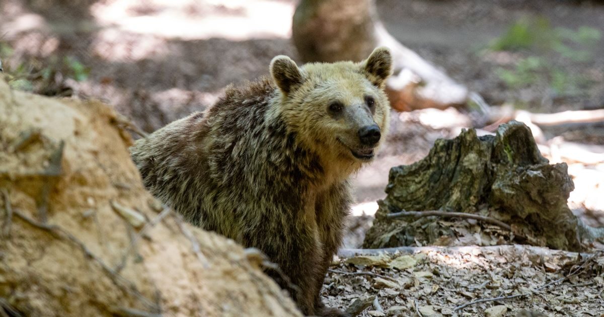Britain: teddy bears they burst by zoo and ran for honey – after eating, they returned to their space