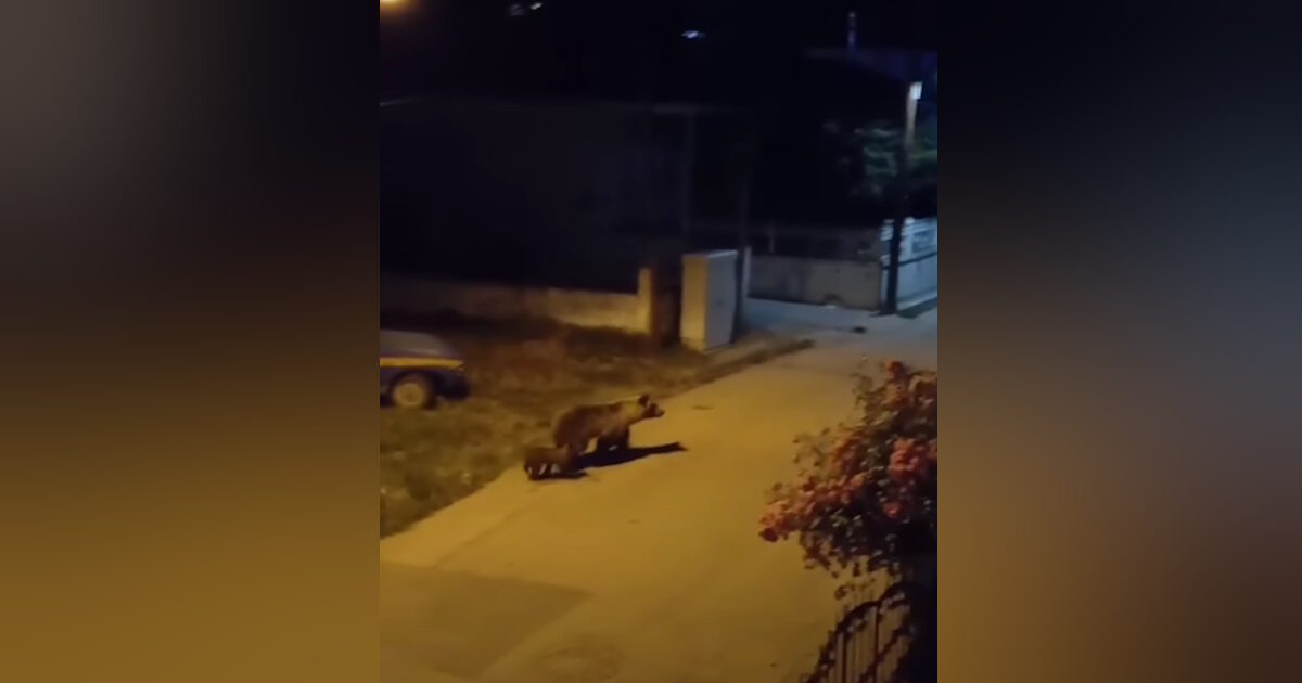 Kozani: Bear “rides” with her little one in a village