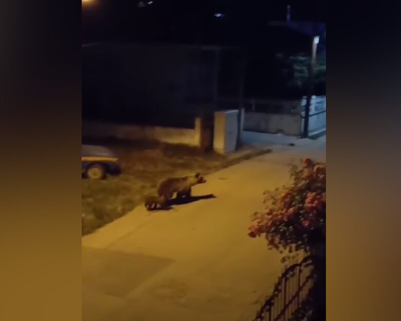 Κοζάνη: Αρκούδα «κάνει βόλτα» με το μικρό της μέσα σε χωριό