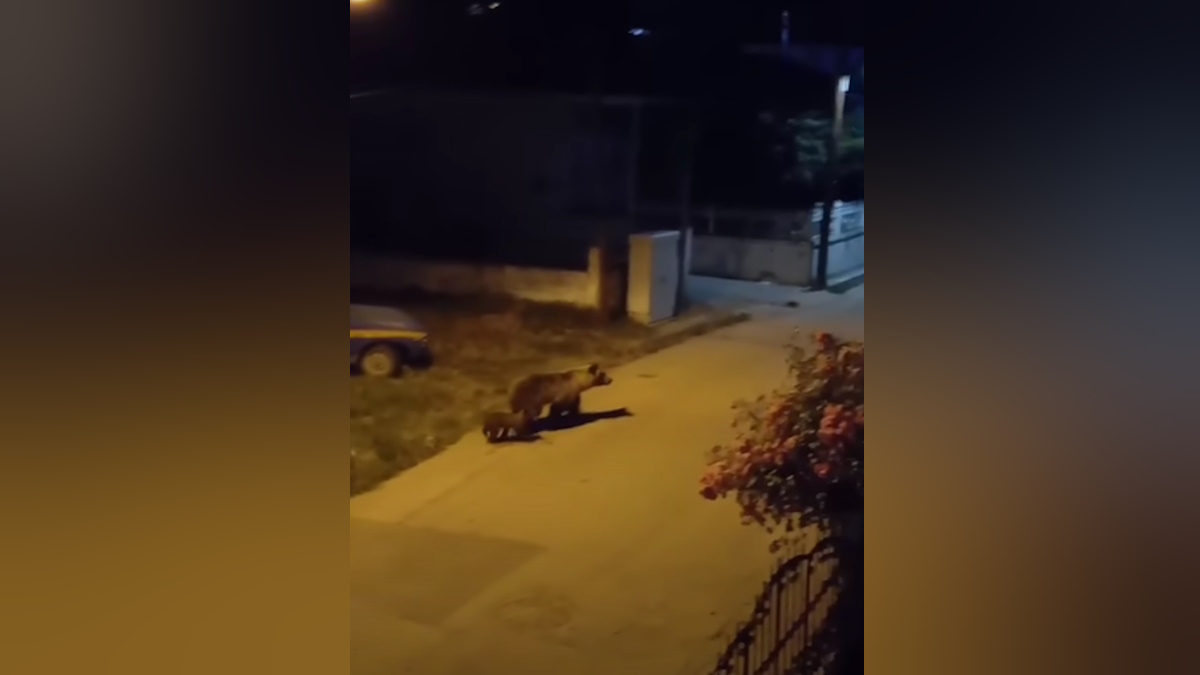 Η αρκούδα με το αρκουδάκι της