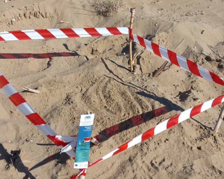 Εμφανίστηκαν οι πρώτες φωλιές Caretta – Caretta στην Ηλεία: Όλα όσα πρέπει να γνωρίζετε για την προστασία αυτής της μοναδικής χελώνας