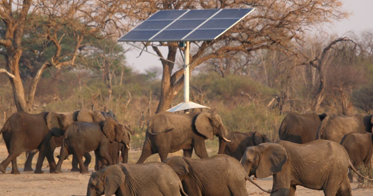 Zimbabwe: Over 50 “overnight” elephants will be slaughtered in the forest – they will distribute their meat