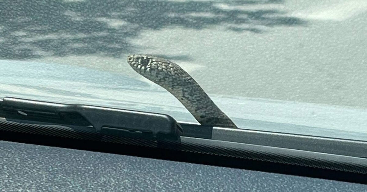 Volos: “I felt panic, but I kept my temper” says the woman who saw a snake in her car windshield
