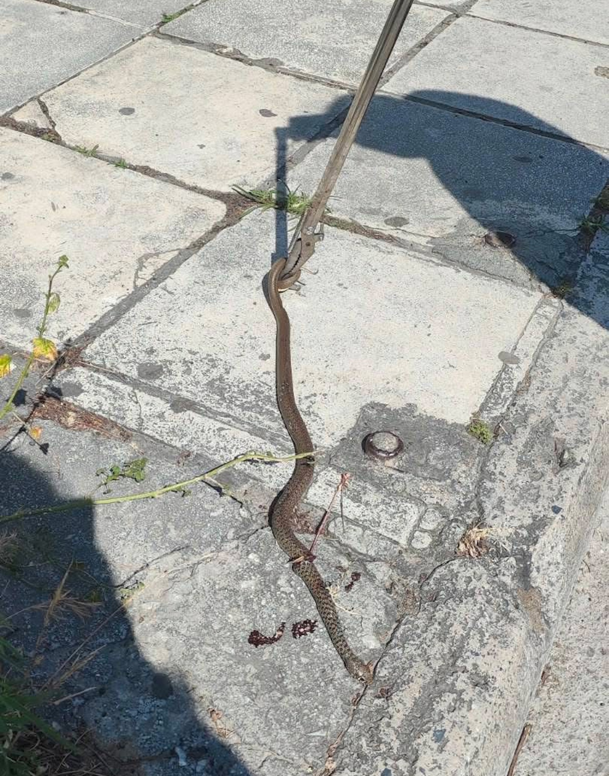 The snake trapped in the windshield