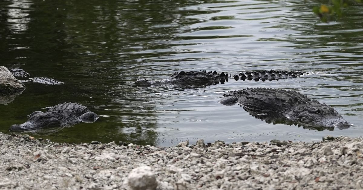 ‘Alcatraz with alligators’: Florida prepares the toughest immigrant detention center