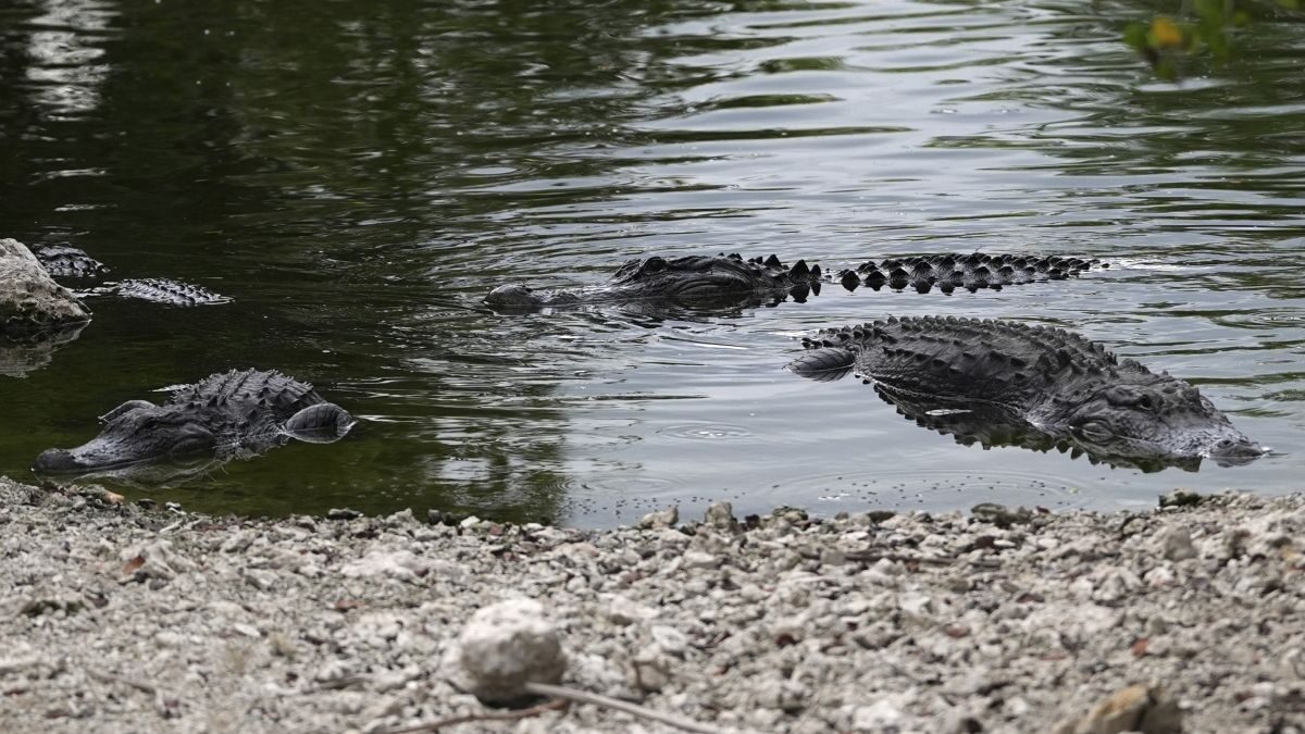 Αλιγάτορες στο Florida Everglades