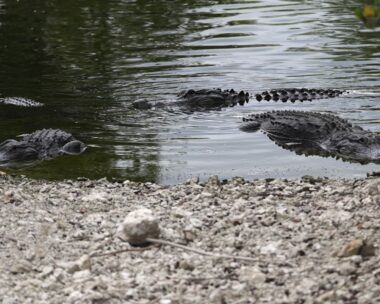 Αλιγάτορες στο Florida Everglades