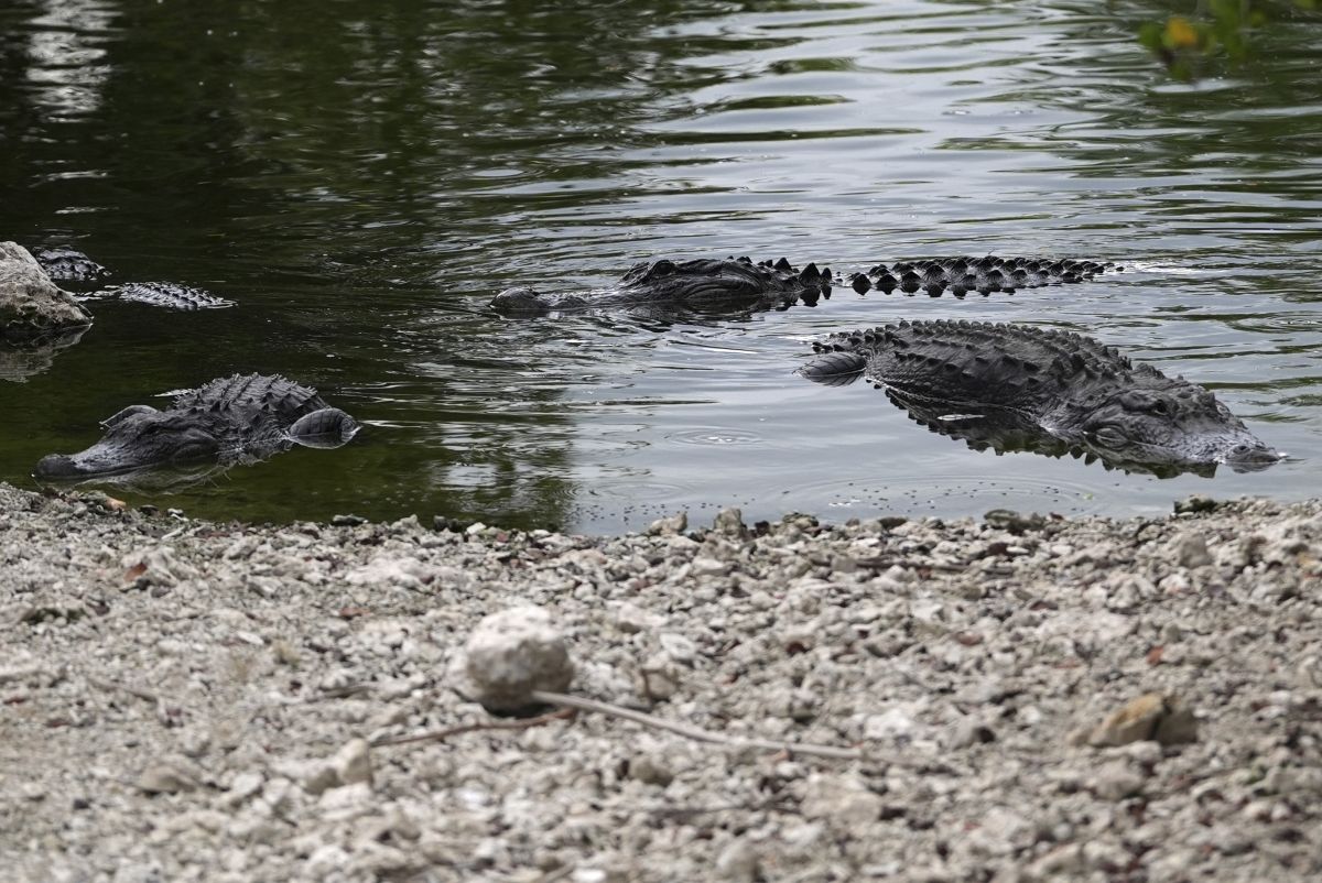 Αλιγάτορες στο Florida Everglades