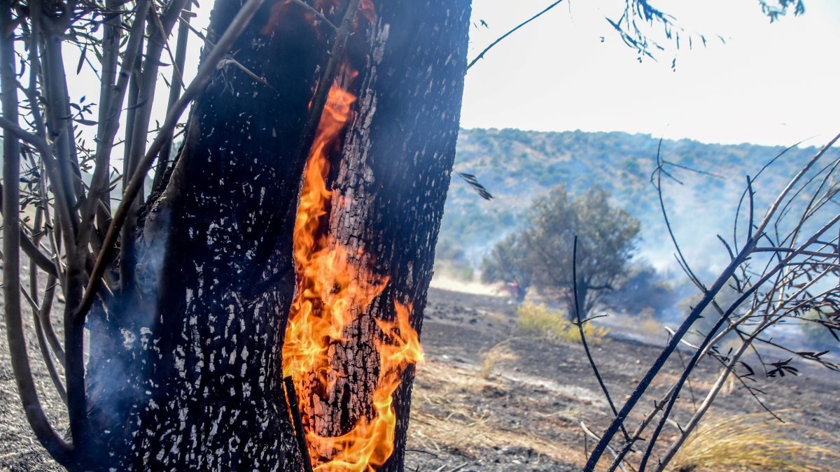 Φωτιά σε δασική έκταση