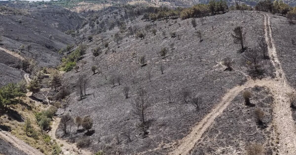 Fire in Chios: The size of the disaster – ash became 62,000 acres of greenery
