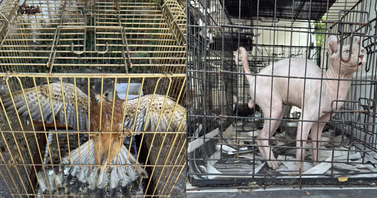 Gerakas: Circuit sold illegal pet animals – 27 dogs were found in cages, a cat and a hawk