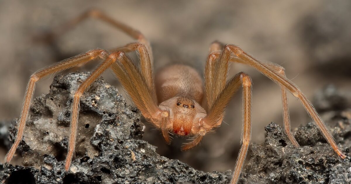 Agrinio: Spider “Black Widow” pinched 65 years