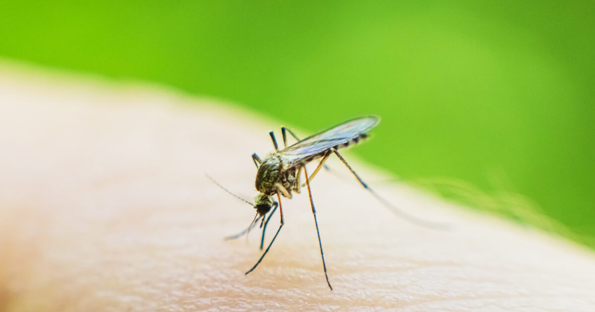 Mosquito on skin drinks blood.