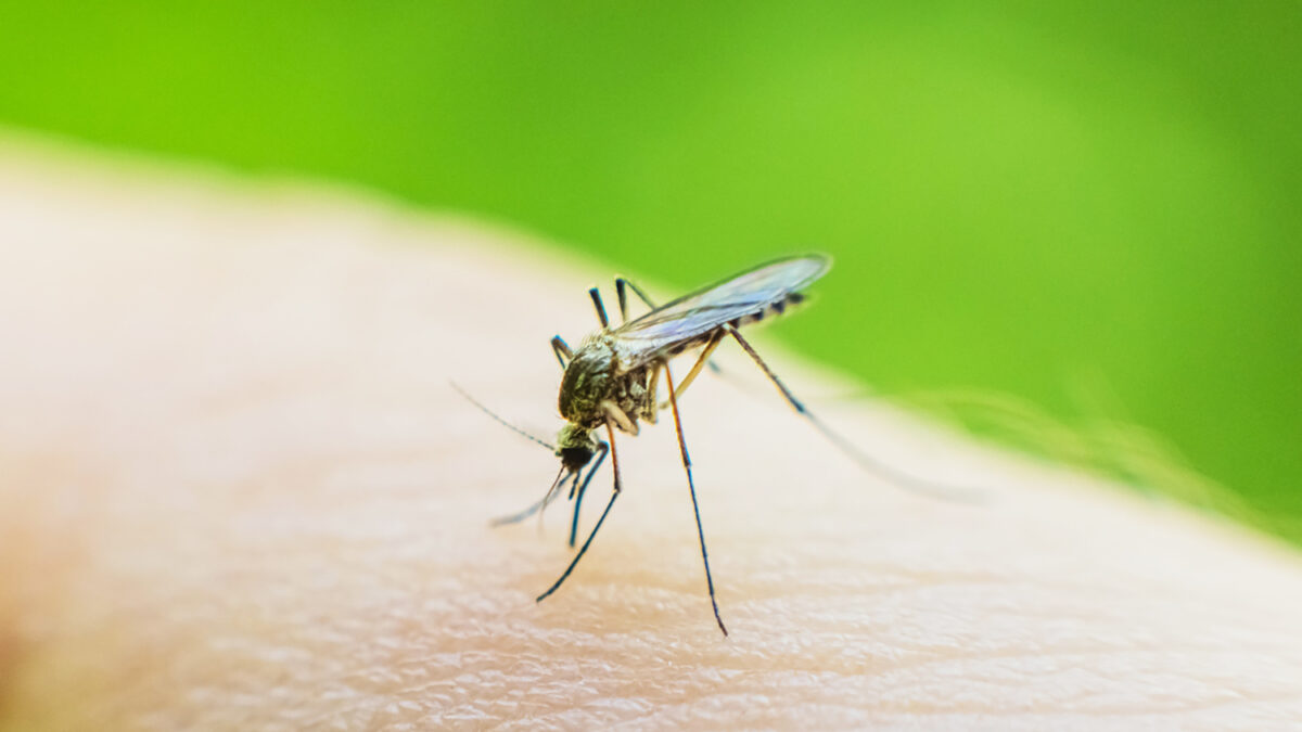 Mosquito on skin drinks blood.