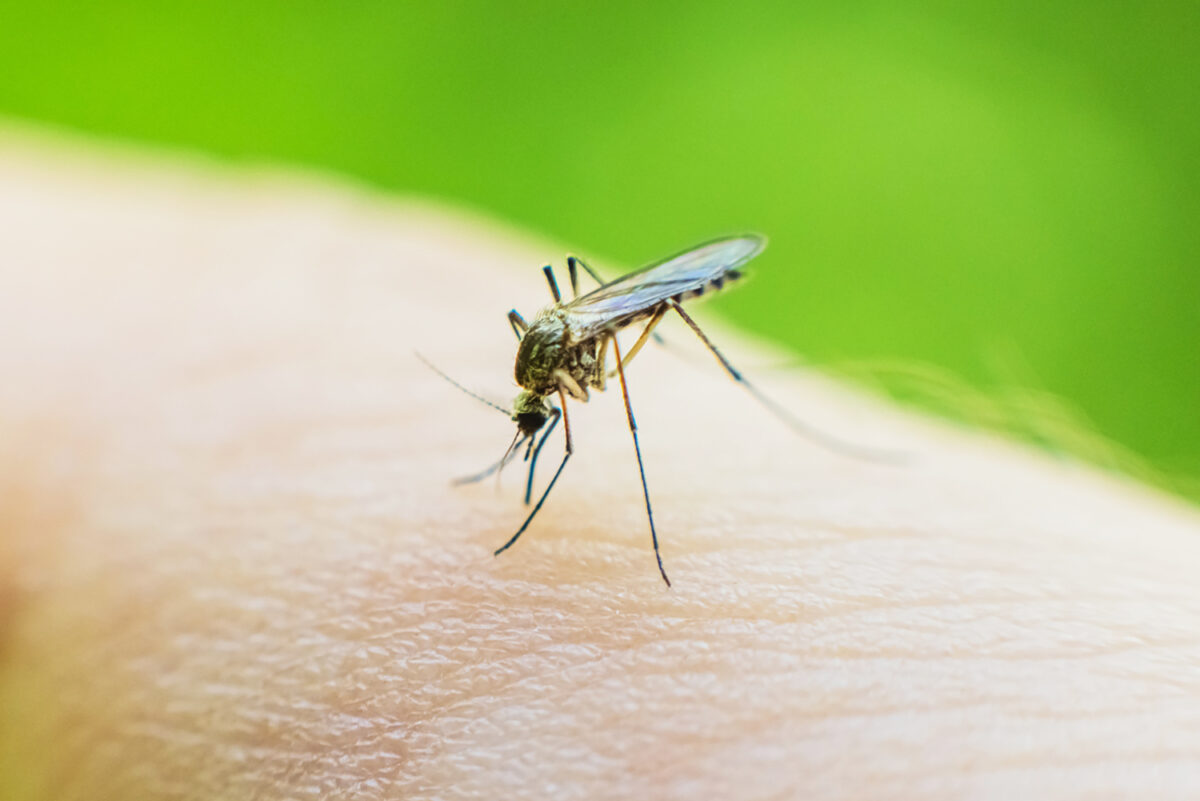 Mosquito on skin drinks blood.
