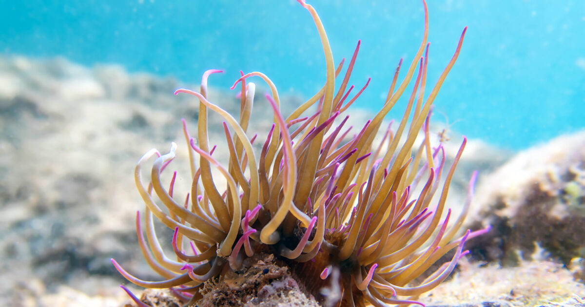 Sea Anemone: How to protect yourself and how the sting is treated
