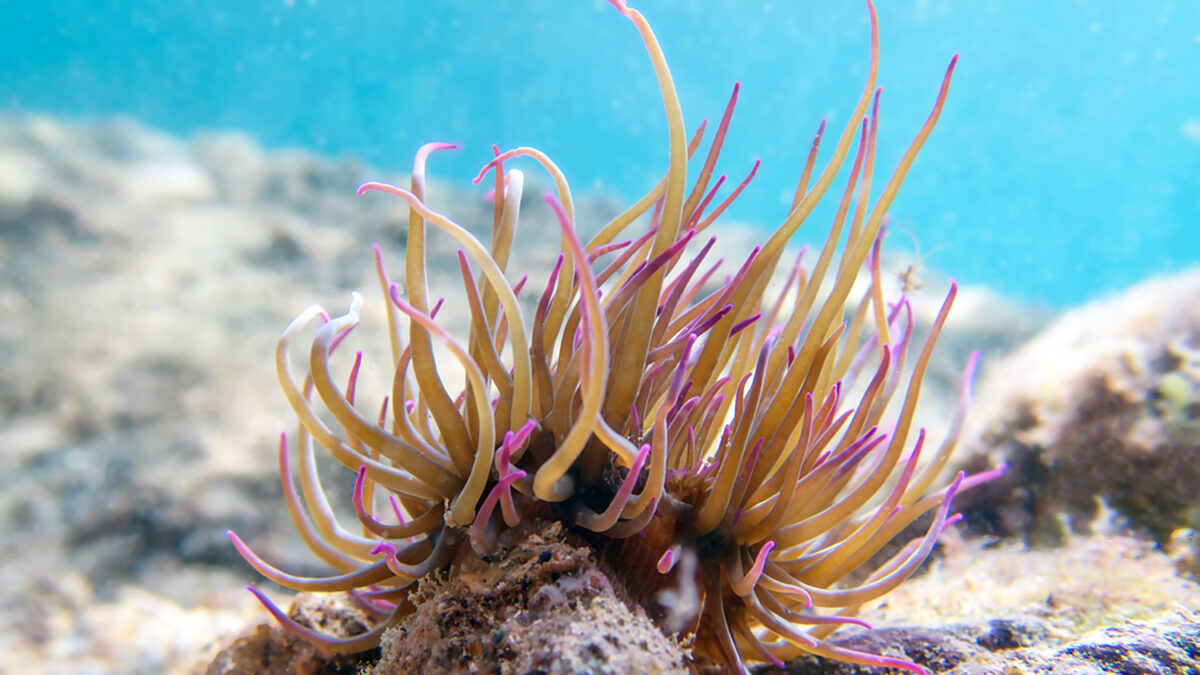 Anemonia sulcata, or Mediterranean snakelocks sea anemone, is a species of sea anemone in the family Actiniidae from the Mediterranean Sea. Whether A. sulcata should be recognized as a synonym of A. viridis remains a matter of dispute