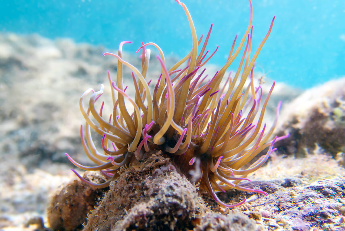 Anemonia sulcata, or Mediterranean snakelocks sea anemone, is a species of sea anemone in the family Actiniidae from the Mediterranean Sea. Whether A. sulcata should be recognized as a synonym of A. viridis remains a matter of dispute