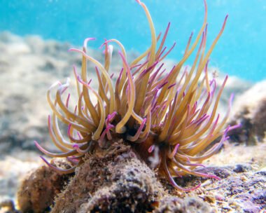 Anemonia sulcata, or Mediterranean snakelocks sea anemone, is a species of sea anemone in the family Actiniidae from the Mediterranean Sea. Whether A. sulcata should be recognized as a synonym of A. viridis remains a matter of dispute