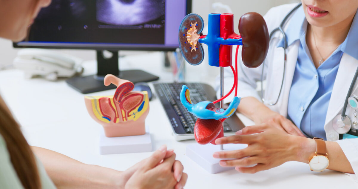 closeup asian female doctor explains urinary system problems using 3d human model - patient may suffer from incontinence and kidney weakness