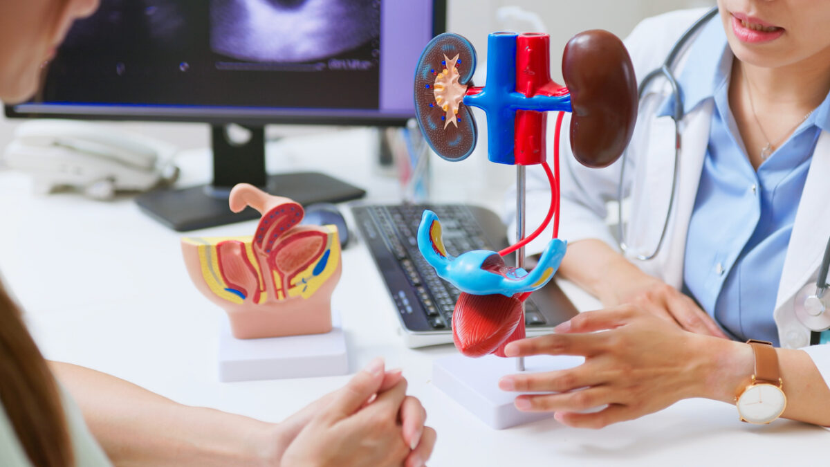 closeup asian female doctor explains urinary system problems using 3d human model - patient may suffer from incontinence and kidney weakness