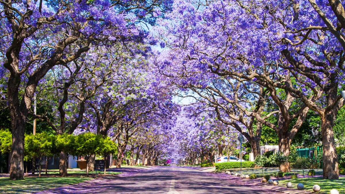 Street in Pretoria lined with beautiful purple Jacaranda trees